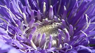 Stokesia laevis Mega Mels, proposé par Jardin botanique du Beau Pays, à Marck (62), a reçu un trophée à Saint-Jean-de-Beauregard pour sa remarquable floraison. ©Carole Desheulles Stokesia laevis Mega Mels, proposé par Jardin botanique du Beau Pays, à Marck (62), a reçu un trophée à Saint-Jean-de-Beauregard pour sa remarquable floraison. ©Carole Desheulles